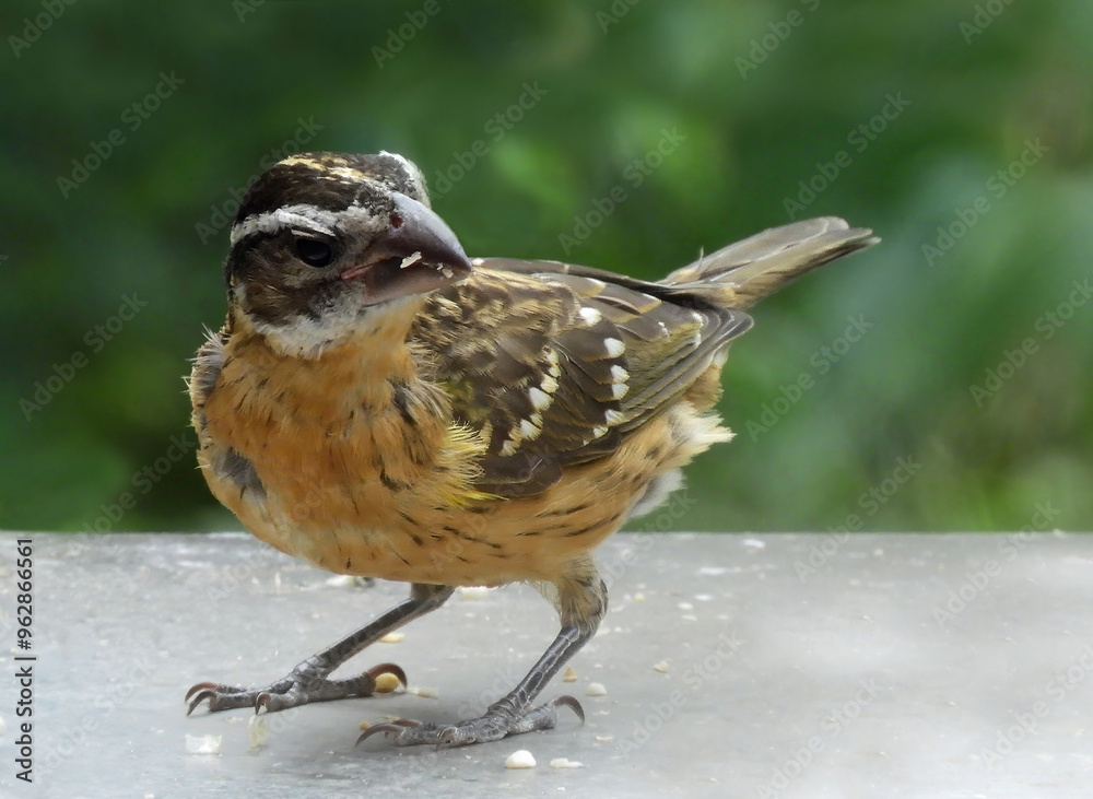 Naklejka premium close up of a female black-headed grosbeak standing on a deck in a backyard in summer in broomfield, colorado 