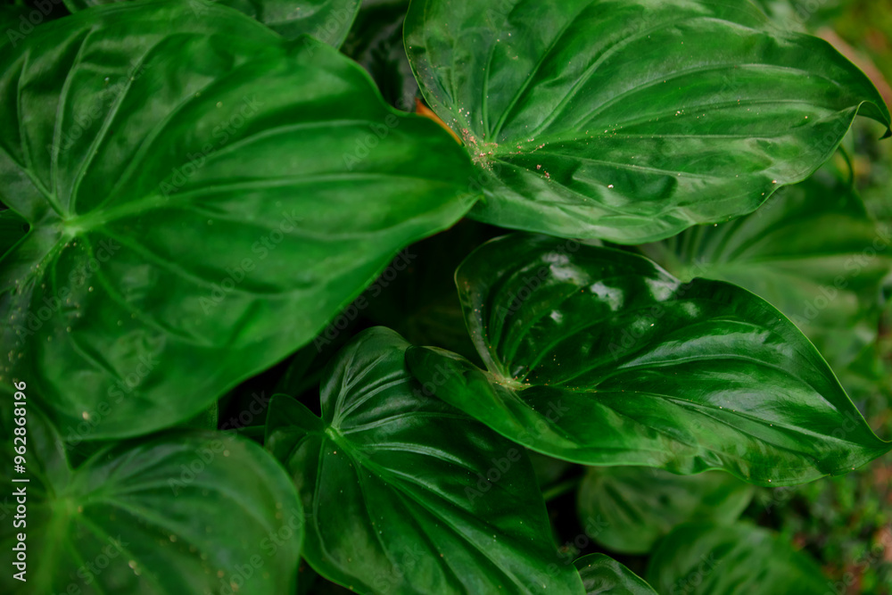 Fototapeta premium Full frame shot of king of hearts leaf 