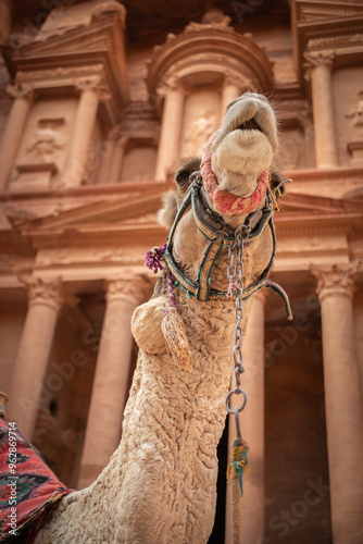 Vertical Portrait of Dromedary Camel in front of Al-Khazneh in Petra. Camelus Dromedarius with The Treasury Monument in Jordan.