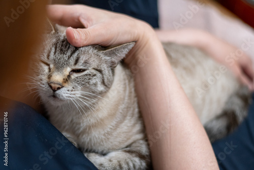 猫を抱きしめる シャムトラ猫