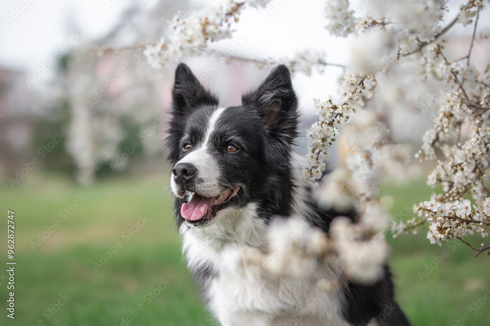 Cute Black and White Border Collie with White Flowering Tree. Adorable Pet Smiles in Spring Season. Cute Black and White Border Collie with White Flowering Tree. Adorable Pet Smiles in Spring Season.