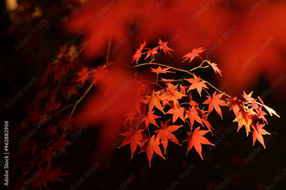 紅葉2 紅葉2