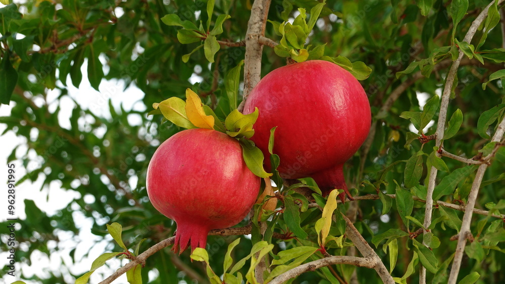 Ripe Red Pomegranates On Tree Close-Up Vivid Colors Ripe Red Pomegranates On Tree Close-Up Vivid Colors