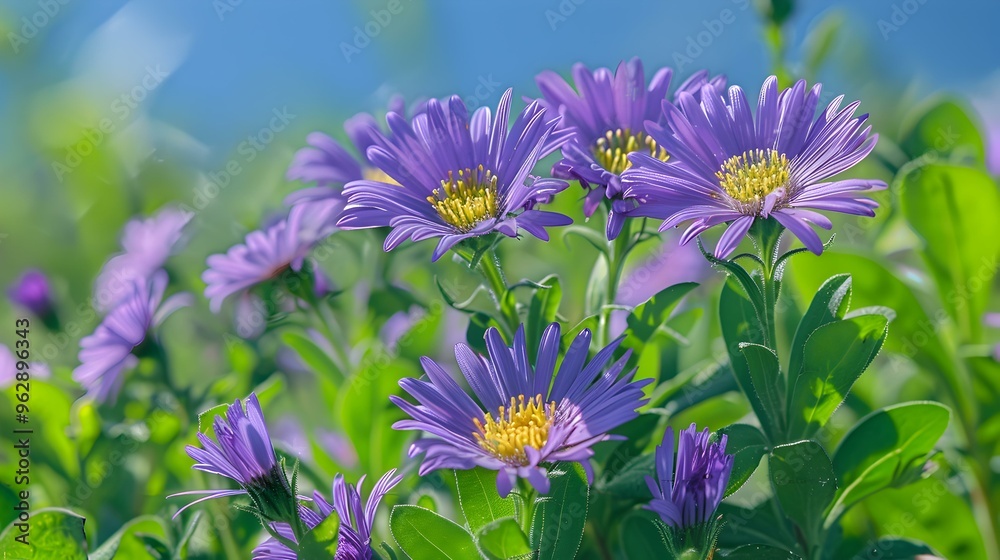 Obraz premium Purple Flowers Blooming in a Field of Green