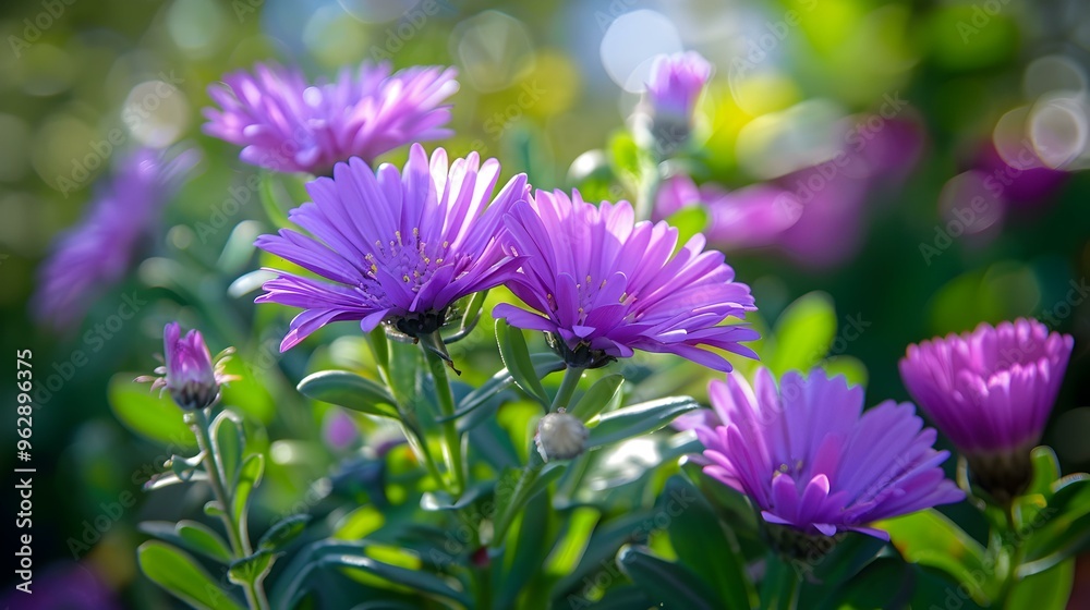 Purple Flowers Blooming in a Garden Purple Flowers Blooming in a Garden