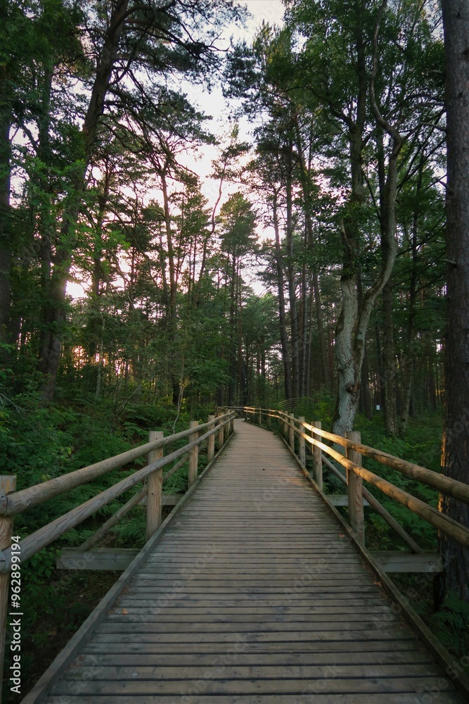 path in the forest path in the forest