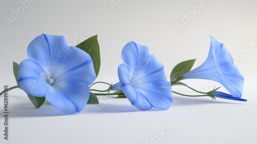 Three Blue Morning Glory Flowers