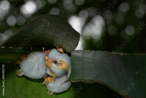 фотографія Honduran white bat (Ectophylla alba) huddling together in leaf tent