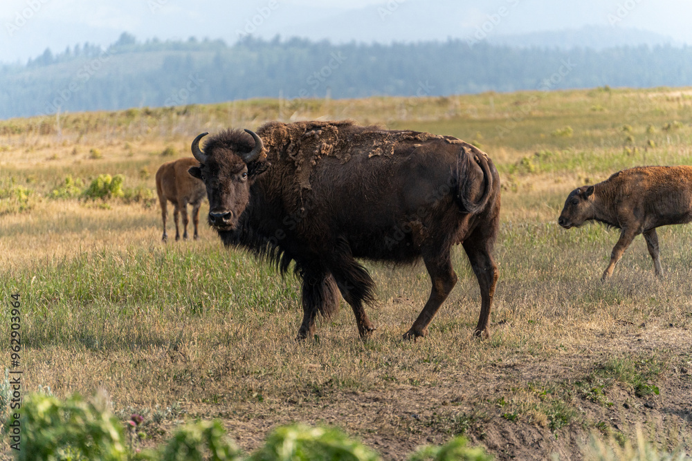 US national park Colorado Rocky Mountai Gran Teton Yellowstone
