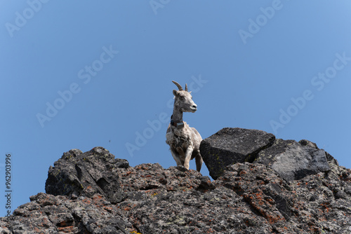 US national park Colorado Rocky Mountai Gran Teton Yellowstone