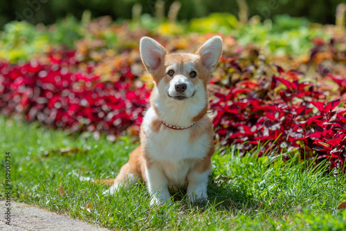 A puppy is a Welsh Corgi dog on a summer walk