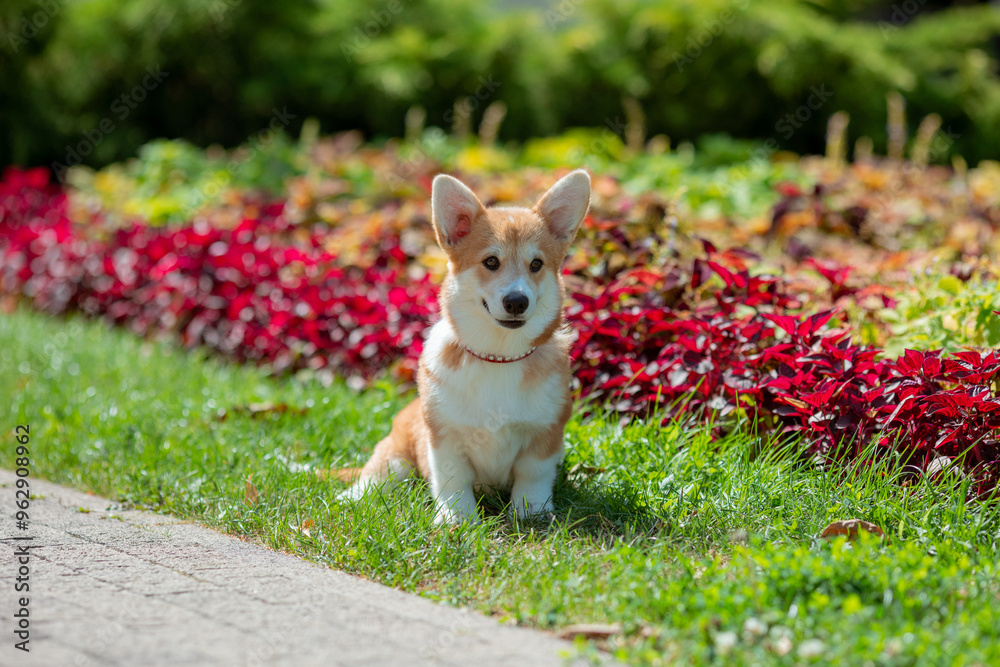 A puppy is a Welsh Corgi dog on a summer walk A puppy is a Welsh Corgi dog on a summer walk