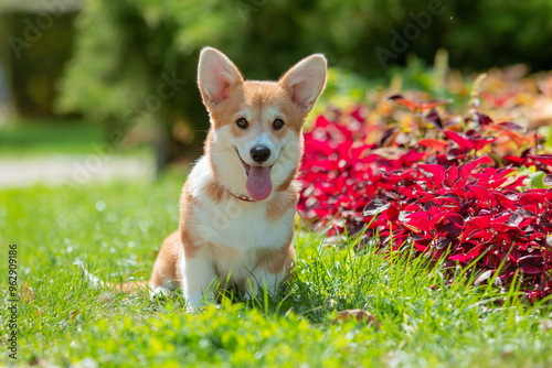 A puppy is a Welsh Corgi dog on a summer walk