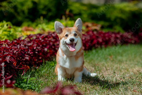 A puppy is a Welsh Corgi dog on a summer walk