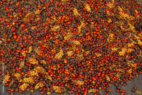 Fresh Fruit Bunch (FFB) in a Palm Oil Plantation after cutting photo