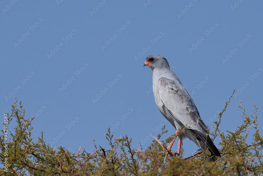 Pale Chanting Goshawk (Melierax canorus) perched in a tree in Etosha National Park, Namibia Pale Chanting Goshawk (Melierax canorus) perched in a tree in Etosha National Park, Namibia