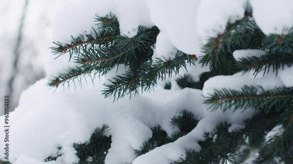 Slow motion handheld shot of blue spruce twigs covered by snow Slow motion handheld shot of blue spruce twigs covered by snow
