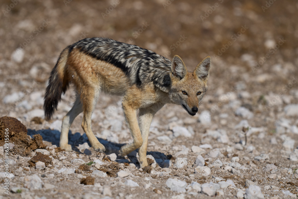 Fototapeta premium Black-backed Jackal (Canis mesomelas) approaching a waterhole in Etosha National Park, Namibia