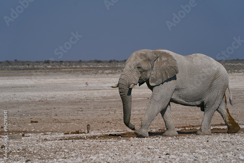 Large bull African elephant (Loxodonta africana) approaching a waterhole in Etosha National Park in Namibia.