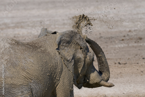 Large bull African elephant (Loxodonta africana) covering itself in mud at a waterhole in Etosha National Park in Namibia.