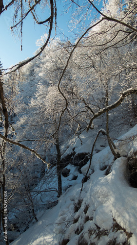 frozen trees during winter in lusentino alp photo