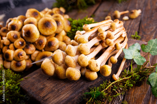 beautiful autumn honey fungus, raw mushrooms