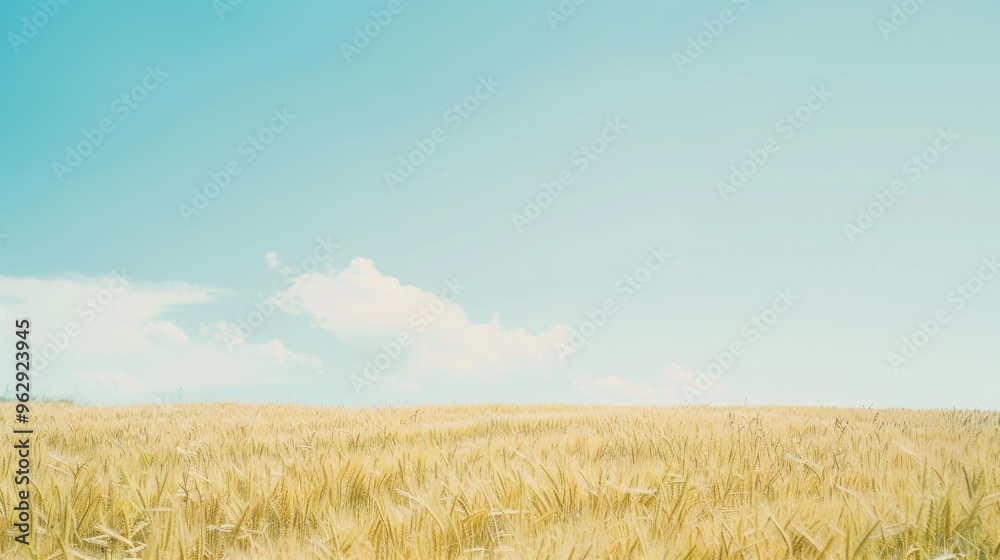 Golden wheat field stretches into the horizon under a clear blue sky, symbolizing abundance and simplicity. Golden wheat field stretches into the horizon under a clear blue sky, symbolizing abundance and simplicity.