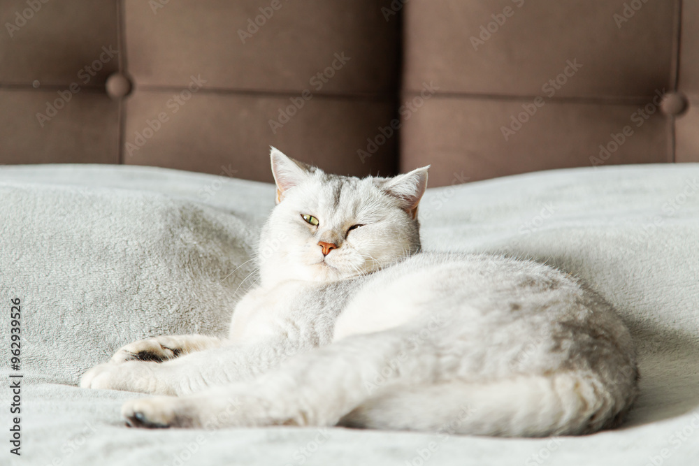 Sad british shorthair silver cat lies on gray blanket. Sad british shorthair silver cat lies on gray blanket.