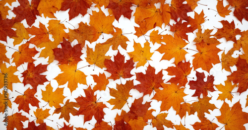 texture of autumn maple leaves on white background