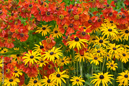 Close up flower border with Helenium Moerheim Beauty photo