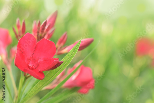 Red flower of oleander closed up in bush with green leaves.