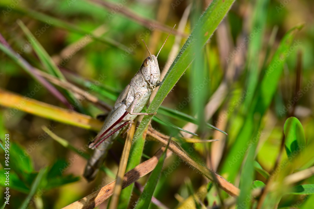 Große Goldschrecke // Large gold grasshopper (Chrysochraon dispar) Große Goldschrecke // Large gold grasshopper (Chrysochraon dispar)