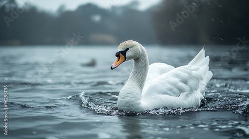 Fototapeta Naklejka Na Ścianę i Meble -  A white swan gracefully swims in a lake, creating ripples in the water. The swan has an orange beak and a black eye. The background is blurred and there are raindrops falling in the air.