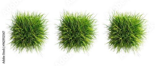 Top view of trio of green grass clumps, for nature-themed designs and backgrounds, adding a fresh touch to any project, cutout, png