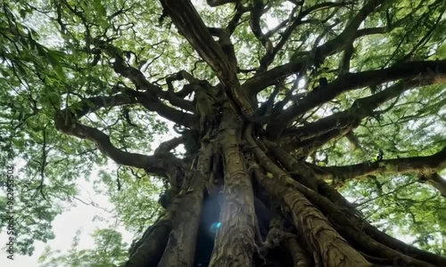 3d view of banyan tree