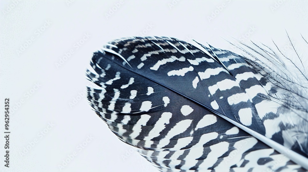A detailed feather with intricate patterns on a clean white background. A detailed feather with intricate patterns on a clean white background.