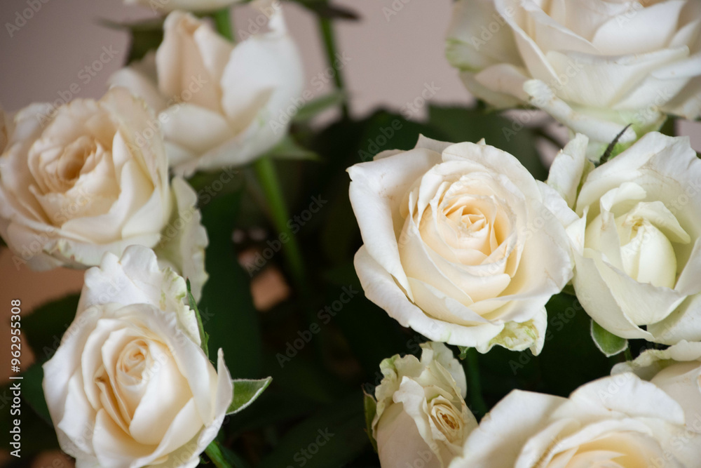 Obraz premium 白いバラ
