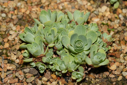  Pachyclados is a species within the genus Acantholimon, commonly known as Prickly Thrift or Cushion Plant.|綠景天