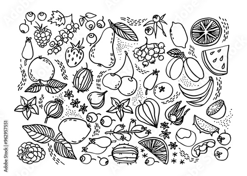 Beries and fruits set.  Hand drawn linear vector illustration.
