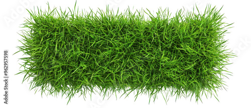 Top view, green grass patch with dense texture isolate on transparent background, cutout, png