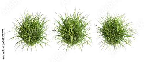 Top view, set of green grass tuft arranged in a trio isolate on transparent background, cutout, png