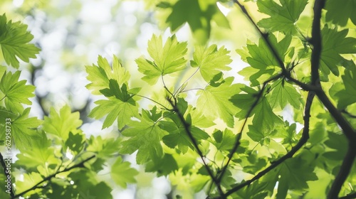 Fresh green leaves on tree branches