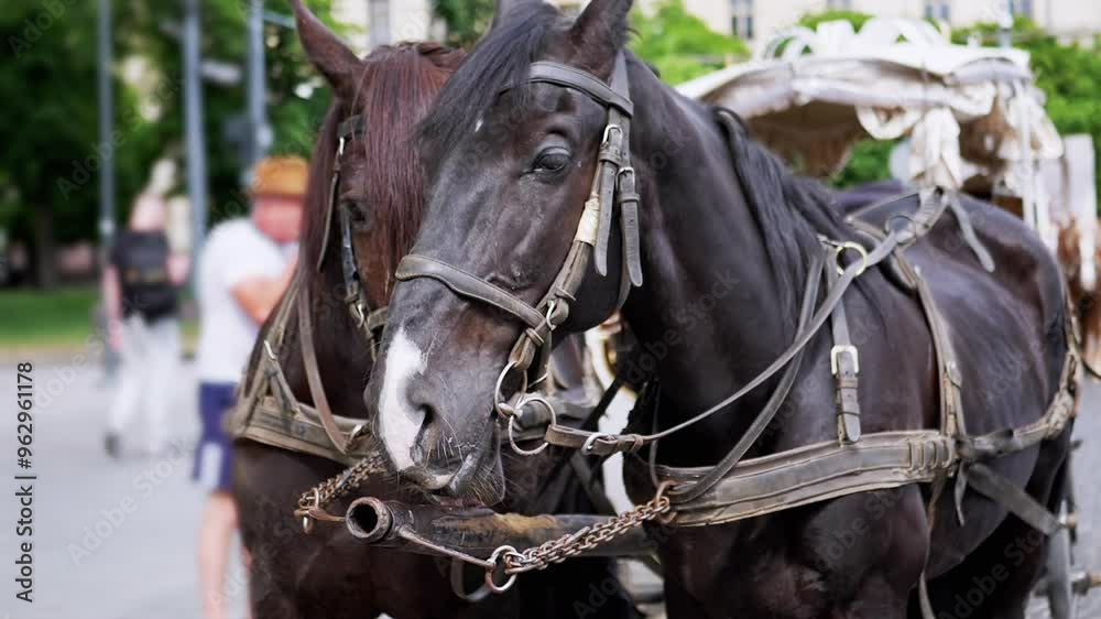 Two Brown Horses Stand in a Team Harnessed to a Cart on a City Street. Excursion or horse-drawn carriage. Close-up, horses chewing. Working horses, animals. Blurred background. Tourism business. Two Brown Horses Stand in a Team Harnessed to a Cart on a City Street. Excursion or horse-drawn carriage. Close-up, horses chewing. Working horses, animals. Blurred background. Tourism business.