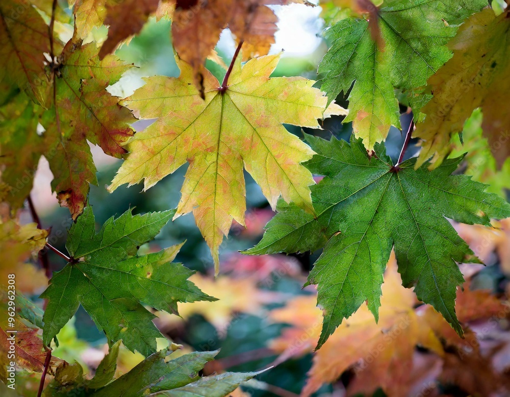 Ahornblätter im Herbst Ahornblätter im Herbst