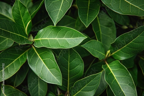 Close-up of green leaves in circular pattern on plant stem. Healthy foliage with varying sizes and shapes. Blurred background highlights leaf details. Fresh Bay leaves in garden setting.