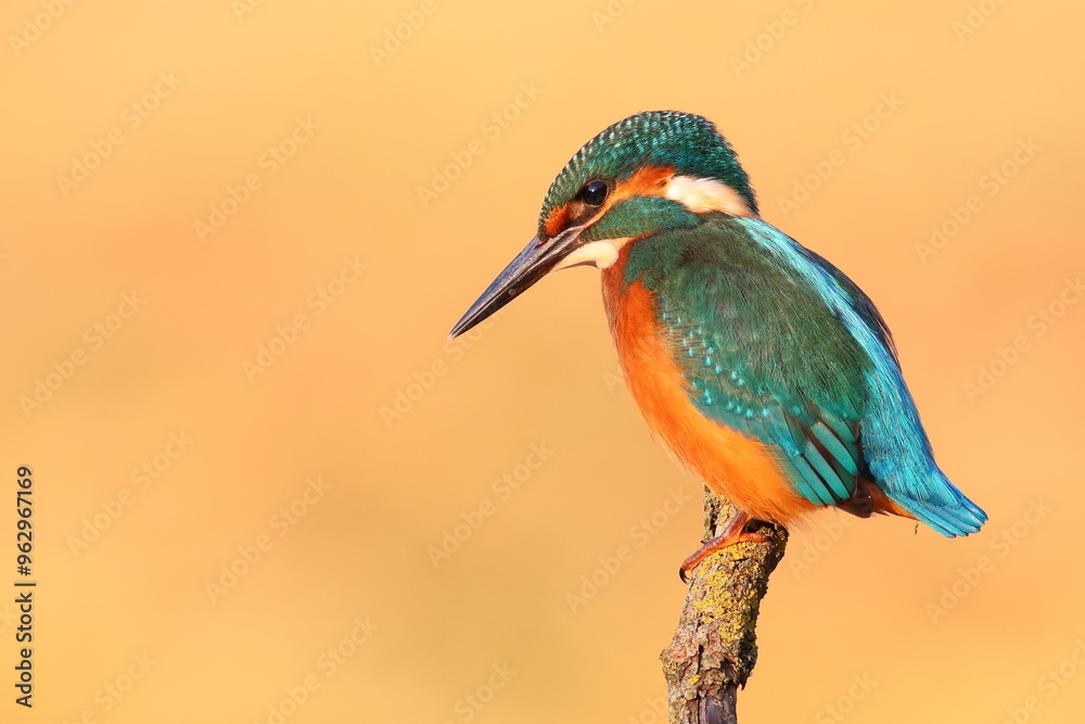 Obraz premium Common kingfisher