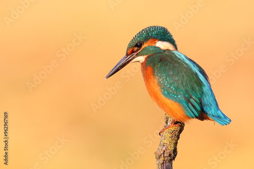 Common kingfisher