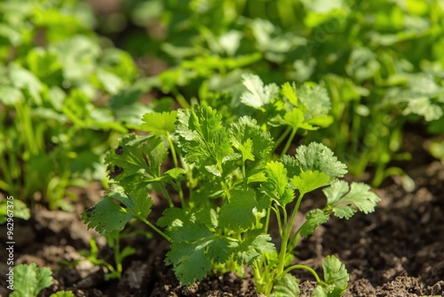 Densely packed young plants with green leaves reach for sky. Fresh herbs and spices grow in soil. Emphasizes height and vitality. Foreground plants blurred.