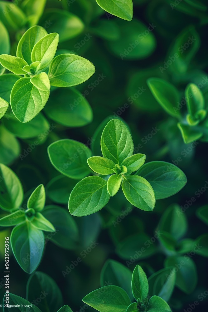 Marjoram leaves arranged in circular pattern on dark green background. Fresh herbs in garden setting with natural. Foliage photography. Botanical illustration style. Nature, outdoor inspiration. Marjoram leaves arranged in circular pattern on dark green background. Fresh herbs in garden setting with natural. Foliage photography. Botanical illustration style. Nature, outdoor inspiration.