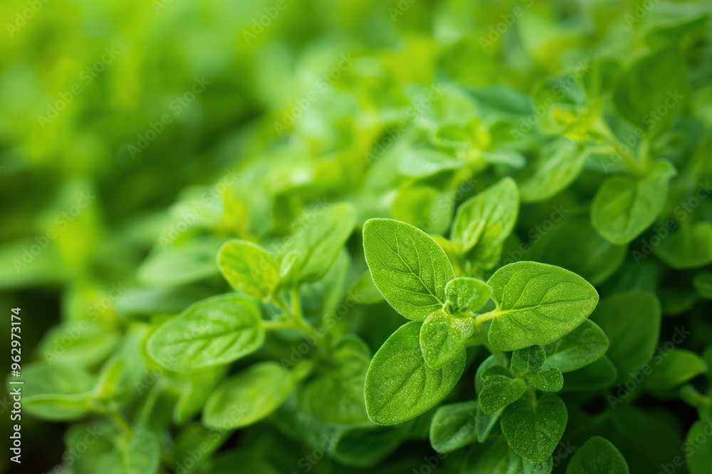 Close-up of lush green Marjoram plants with large leaves, in full bloom. Fresh herbs in garden setting. Greenery, foliage, botanical, plant life, nature, outdoors, garden, herb, leafy, verdant, flora. Close-up of lush green Marjoram plants with large leaves, in full bloom. Fresh herbs in garden setting. Greenery, foliage, botanical, plant life, nature, outdoors, garden, herb, leafy, verdant, flora.